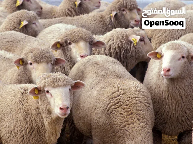 الي عنده مجموعة غنم للبيع يرسلني دردشه