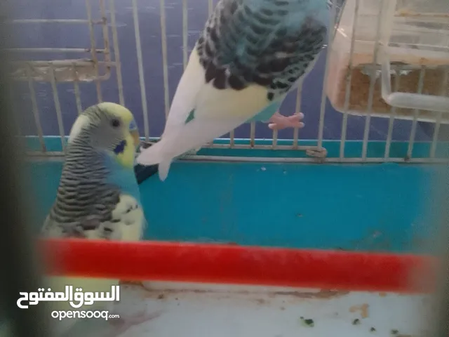 طيور باغليني