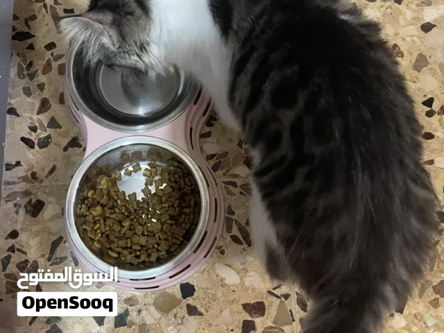 قطة للتبني مجاني