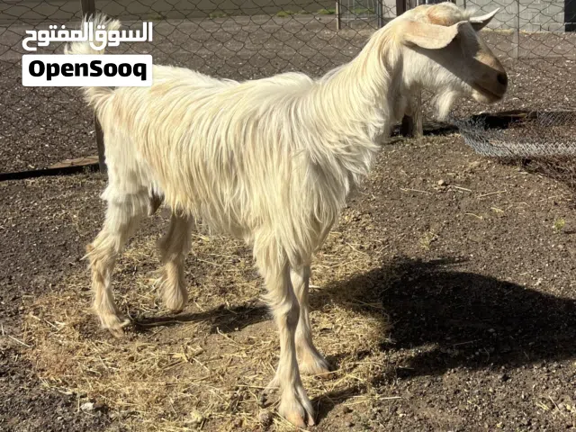 شاه صغيره للبيع ما كل ولدت بصحة ممتازه وسمين ما شاء الله تواصل على رقم في الوصف