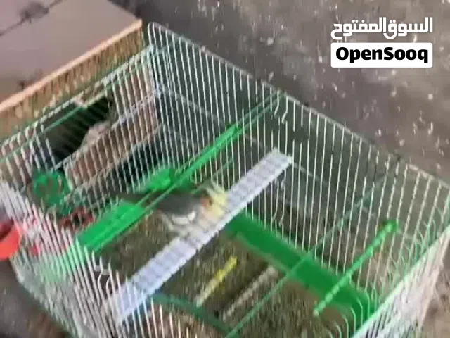 عصافير كوكتيل تحتهم ثلاث بيضات للبيع