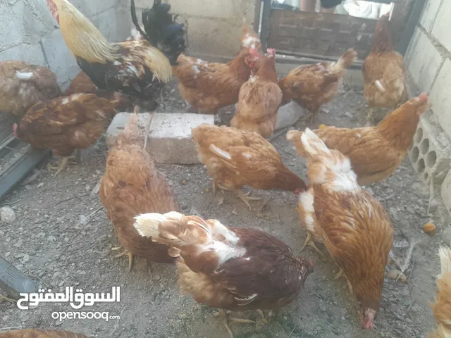 دجاج هندي  بياض