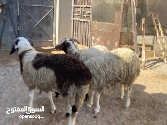 حوالا اللهم بارك للبيع