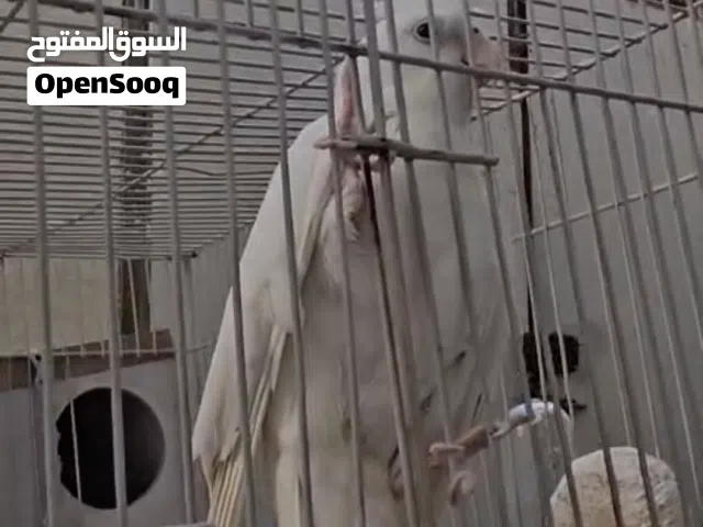 الكوكتيل  انكليزي رقم 7 أليف فول تغريد