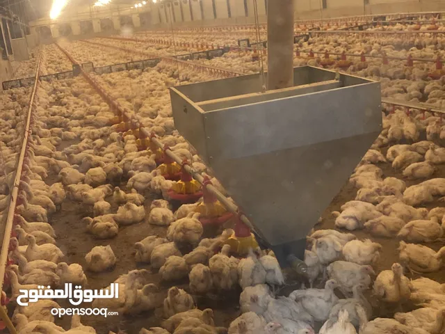 مزرعة دواجن مغلق مجهزه باحدث التقنيات