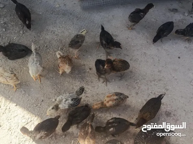 صيصان بلدي للبيع