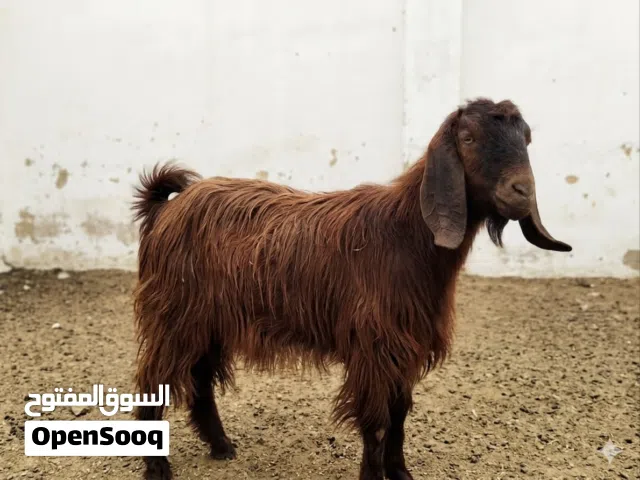 للبيع جدي شامي "لباني" بيور.. مواصفات جمال وعصب عالي