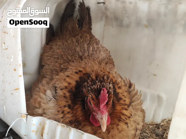 دجاجه كافه للبيع
