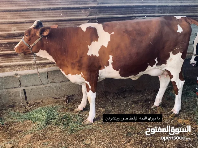 هايشة هولنديه خشنه سمينه داخله بشهرها كم يوم وتولد اول بطن بجر هادئه شراي ينتصل مكاني بصره شط ألعرب