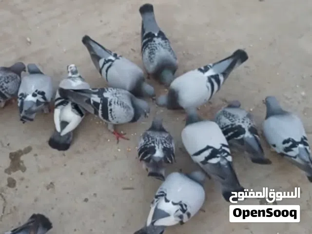 اشتري زواجل  بصحه جيده شوف الوصف