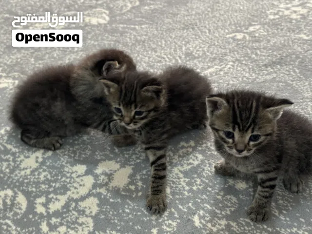 قطة أليفة نوع سكوتش فولد