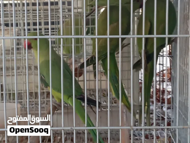 ببغوات متو درة
