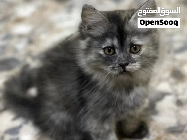 بيريتش شيرازي
