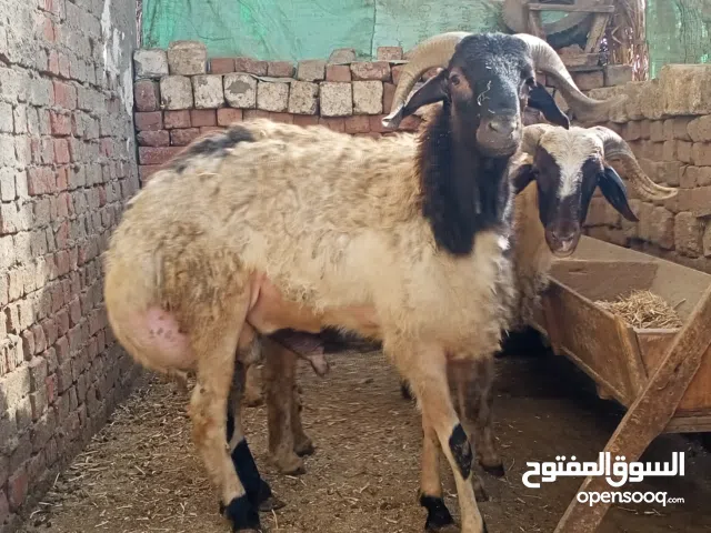 أغنام لحم للبيع  (للبيع مجموعة خرفان لحم – أوزان مختلفة وسعر قابل للتفاوض).