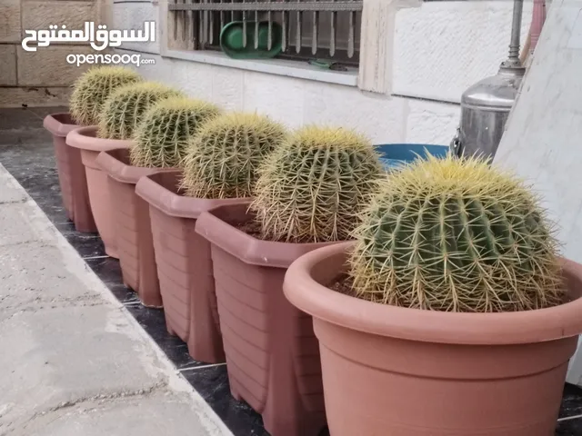 نبات الكره الذهبيه او ساده حماتي