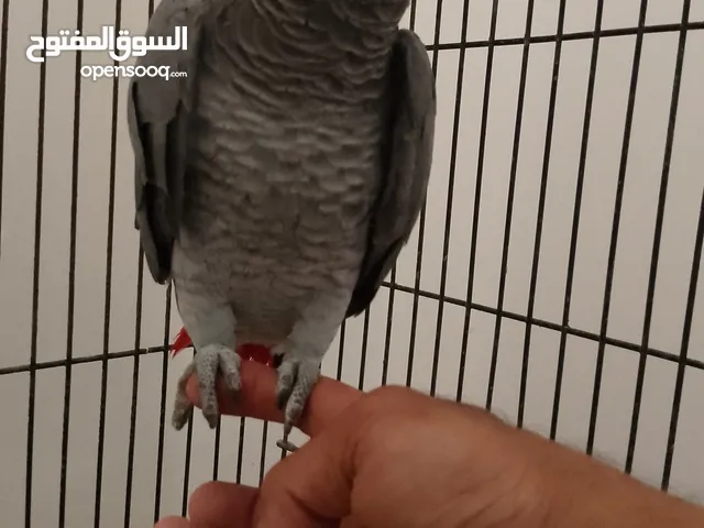 السلام عليكم ببغاء زنجباري