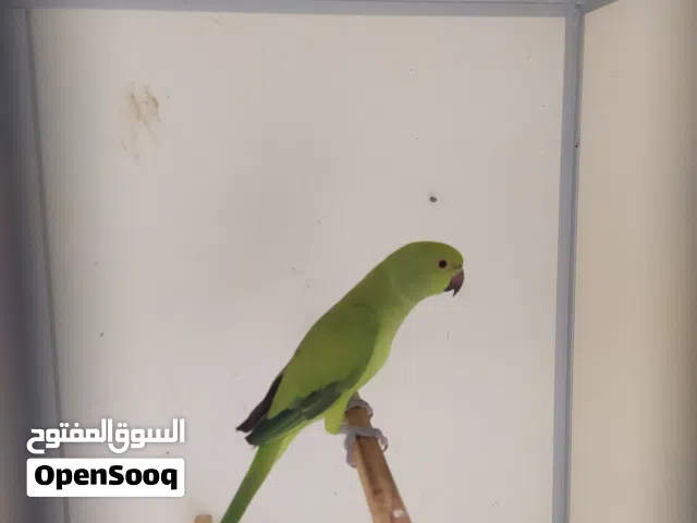 نتاية ذرة افريقية الله يبارك
