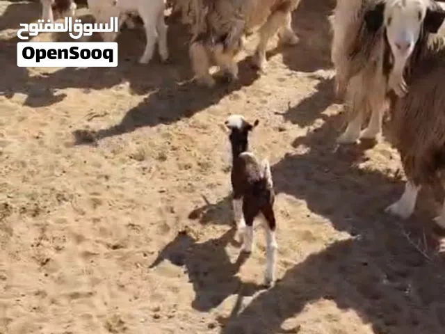 حلال رحبيات ب150ريال