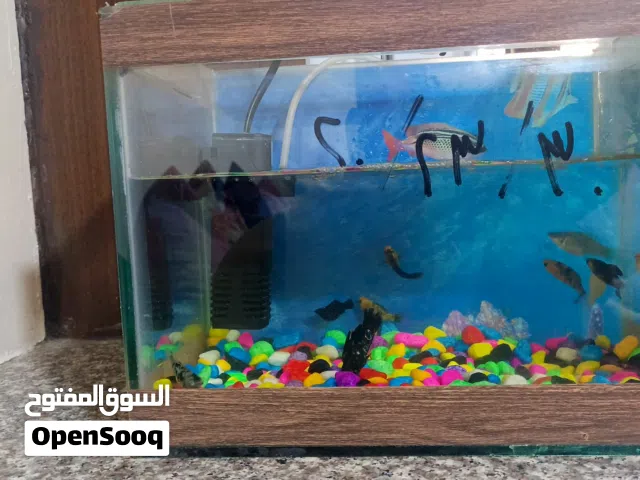 حوض سمك جاهز