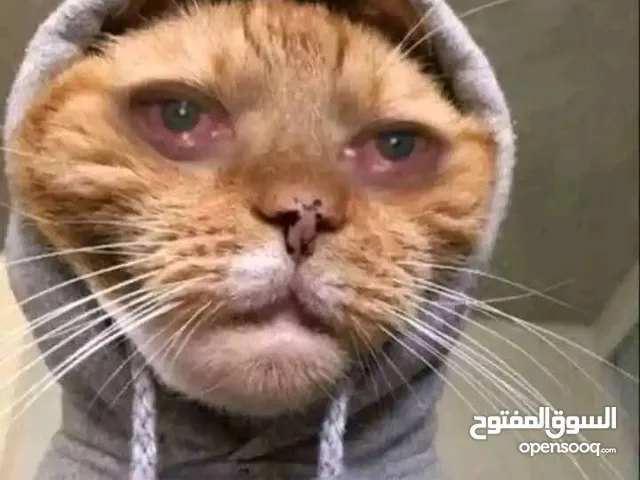 مطلوب كومبو جيل 12او10