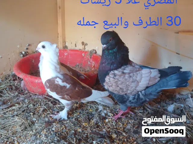 المكان الزاويه