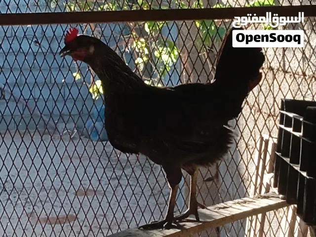 دجاجه ادحي وناشطه وصحته ممتازة للبيع