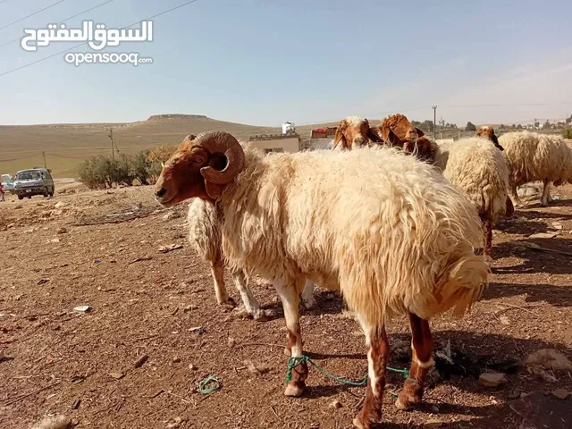 الزرقاء_الهاشميه