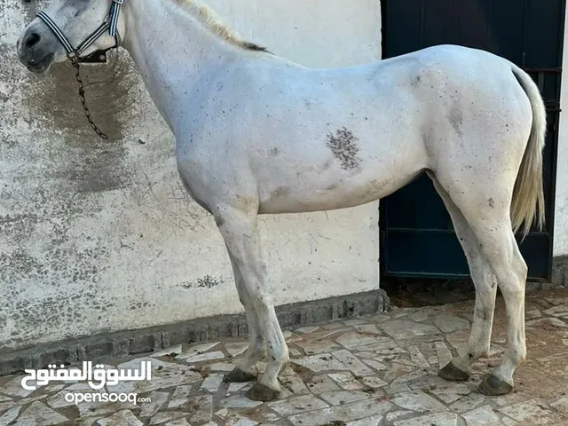 خيول للبيع بسعر 2000 ريال : حصان للبيع رخيص : 2000 ريال : فرس للبيع