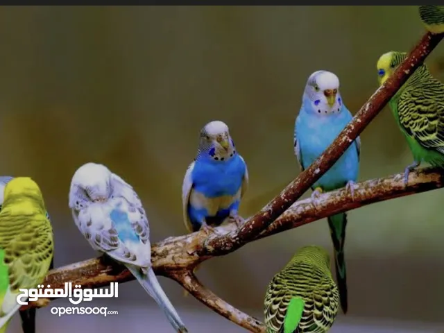 مطلوب بقالينو جملة