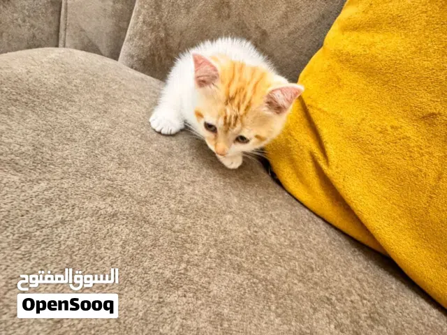 قطط chanchilla 2 months old هملايا 3 months old