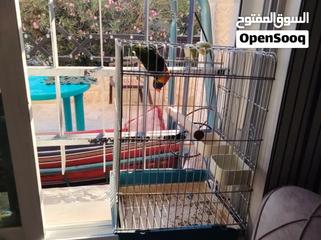 ببغاء لوريم متكلم للبيع