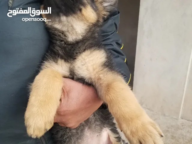 ذكر وانثي جرمن