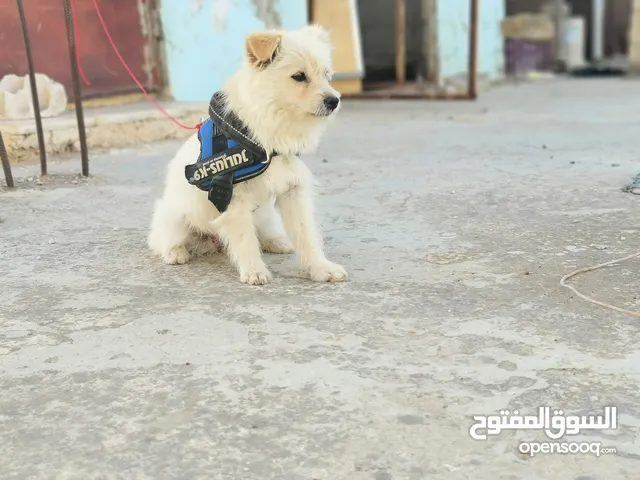 كلبه زينه للبيع بسعر جيد جدا لعوبه وعمرها 4 شهور