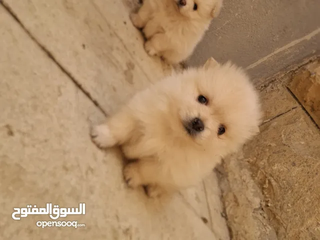 بوميريان للبيع