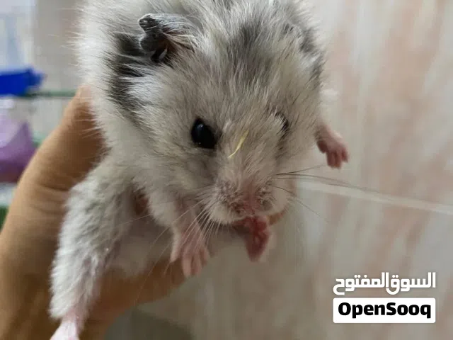 هامستر للبيع