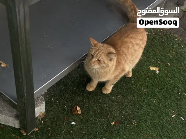 قط أمريكي