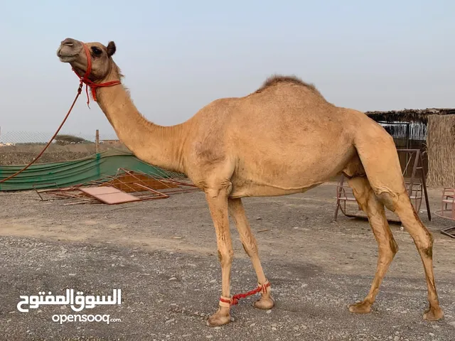 ناقه درعيه للبيع