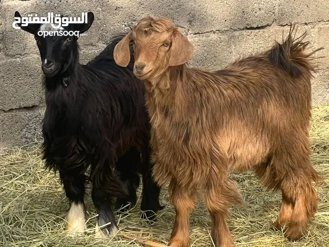 سخلات 2 ما والدات من قبل + كبشان 2 سمان حلال نظيف للتربيه وللذبح جاهزات