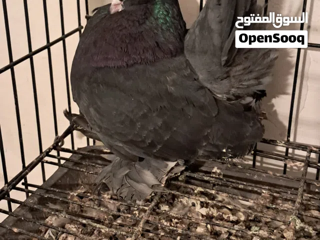 جوز كرنك مصوقر ومولد ذكر قشور توليد التواما