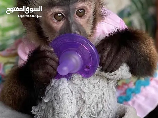 Capuchin Monkeys +1(330) 910 0534) WhatsApp