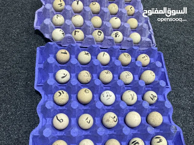 بيض حجل شنار بلدي