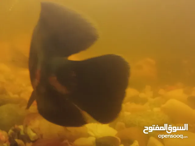 متاح حوض أسماك كبير جدا مع سمكتين اوسكر كبار حجم 30cm و25cm ملاحضة السوده عينها مقلوعه بس ما بتأثر