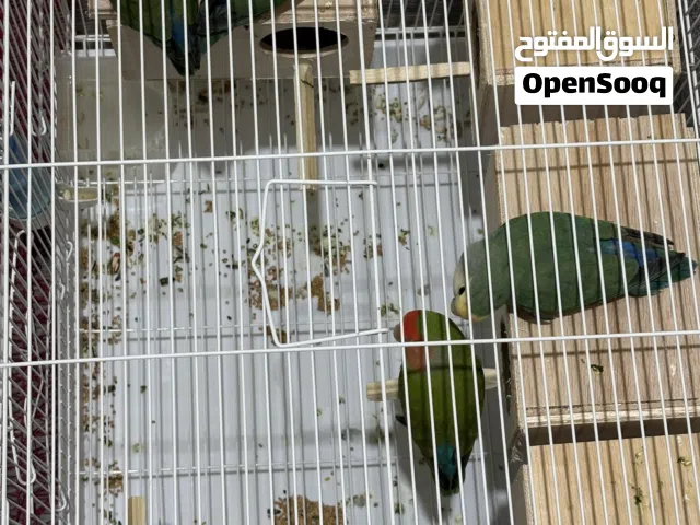 البيع لوف بير أزواج