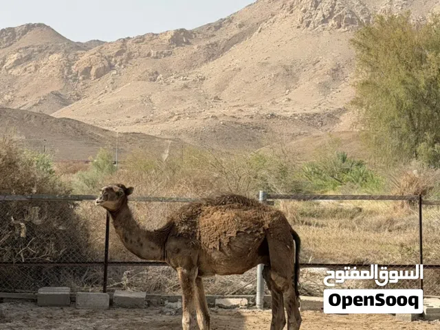 جمل محلي للبيع