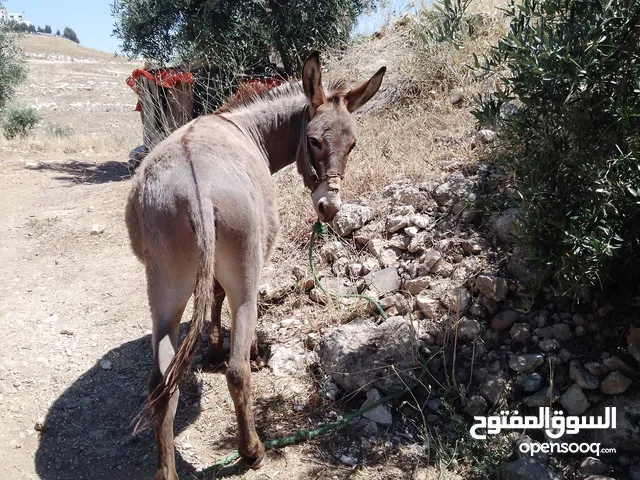 جحش كفاله من كل شي