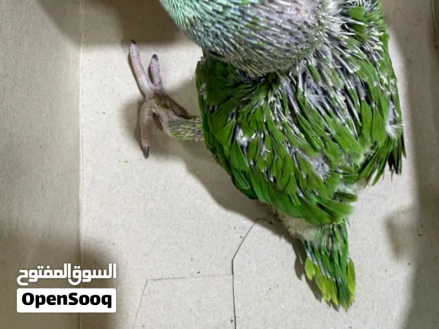 فرخ دره هندي
