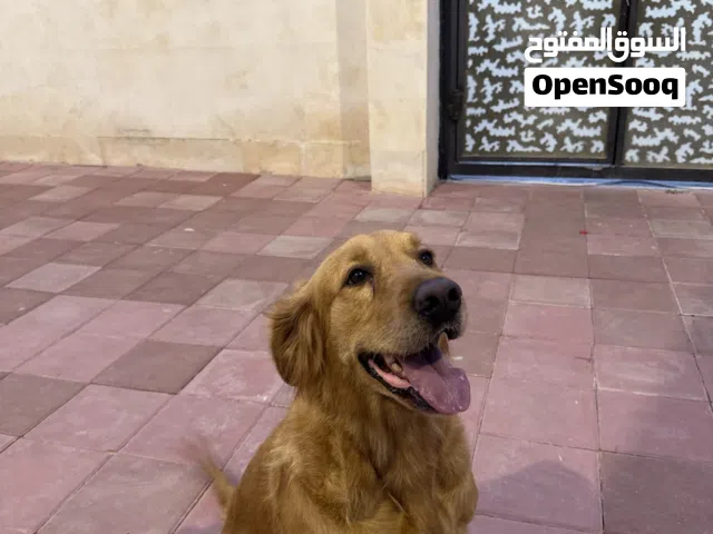 جلبه منتجه عمرها ثلاث سنوات