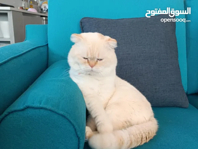 قط ذكر للتزاوج في بيت الانثى