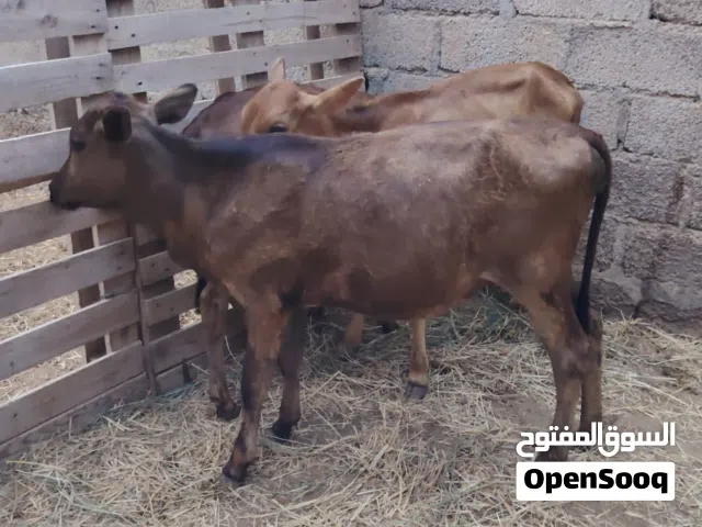 عجلات 3 محليات فرصه الا يريد يربي جروزات