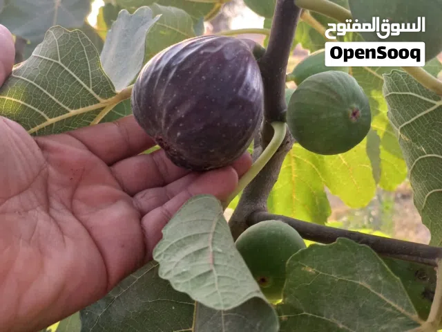 كرموس اسباني احمر ذاتي التلقيح بدون ذكار